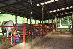 Centaura farm 3aaa